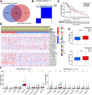 Comprehensive analysis of molecular features, prognostic values, and immune landscape association of m6A-regulated immune-related lncRNAs in smoking-associated lung squamous cell carcinoma